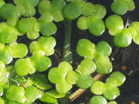 Lentejita de agua Lemma